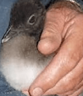 Baby Loon